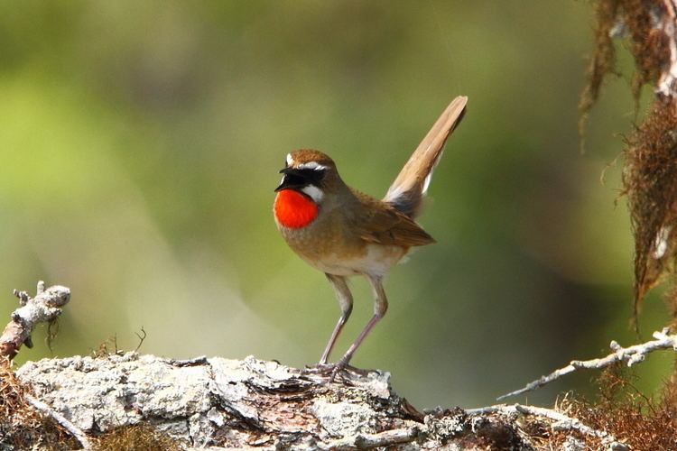 Siberian rubythroat Siberian Rubythroat Focusing on Wildlife
