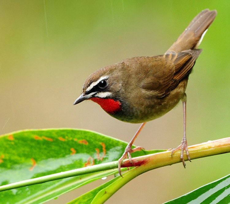 Siberian rubythroat Siberian Rubythroat Wallpaper Full Desktop Backgrounds