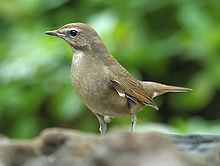 Siberian rubythroat httpsuploadwikimediaorgwikipediacommonsthu