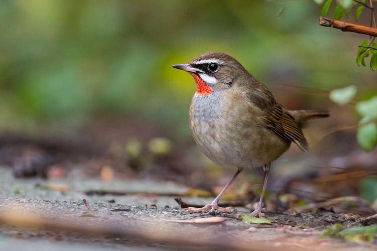 Siberian rubythroat Wildlife Diaries A weekend in Holland for Siberian Rubythroat