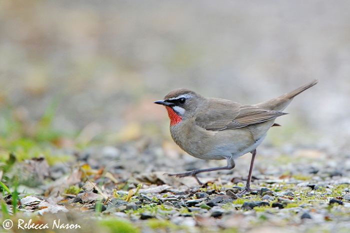 Siberian rubythroat 12 Birds of Christmas 2014 9 Siberian Rubythroat