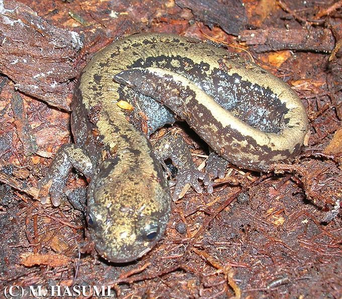 Siberian salamander Male Siberian Salamander Hasumi
