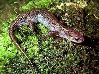 Siberian salamander Siberian Salamander Facts and Pictures Amphibian Fact
