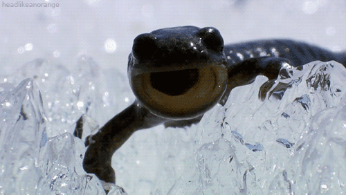 Siberian salamander CLIMATE ADAPTATION Siberian Salamander can freeze for years down to