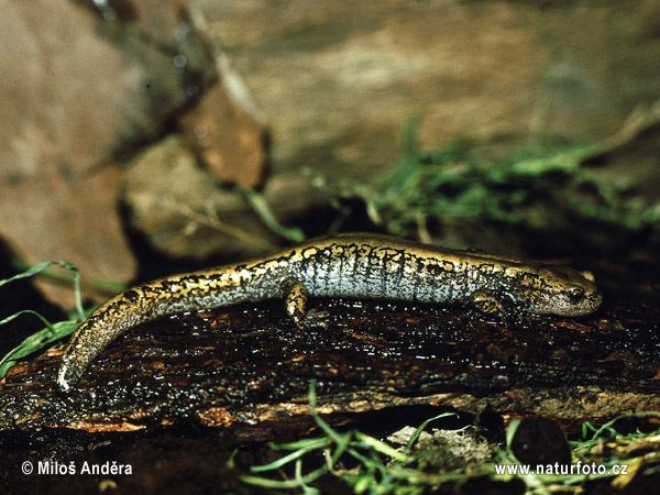 Siberian salamander Siberian Salamander Pictures Siberian Salamander Images NaturePhoto