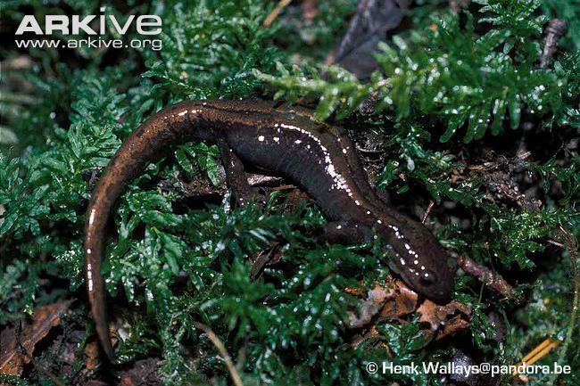 Siberian salamander Siberian salamander photo Salamandrella keyserlingii G129176