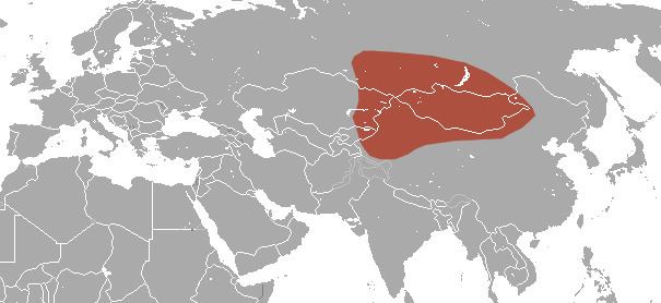 Siberian shrew httpsuploadwikimediaorgwikipediacommons66