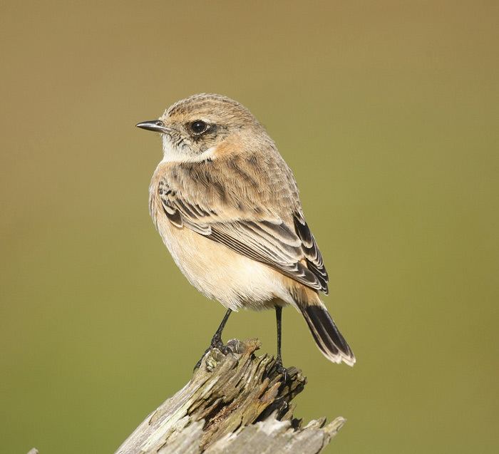 Siberian stonechat Stonechats how BBRC are dealing with the new taxonomy surfbirds