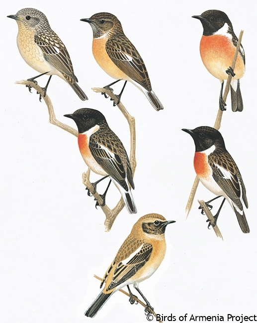 Siberian stonechat Common Stonechat Siberian Stonechat A Field Guide to Birds of