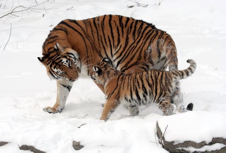Siberian tiger 1000 ideas about Siberian Tiger Habitat on Pinterest Siberian