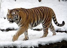 Siberian tiger httpsuploadwikimediaorgwikipediacommonsthu