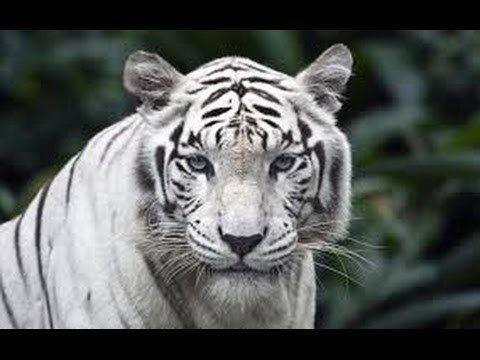 Siberian tiger The White Siberian Tiger and Bengal Tiger YouTube