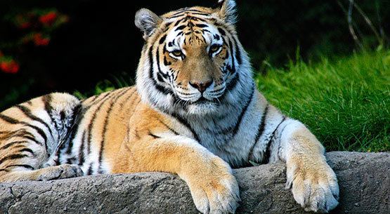 Siberian tiger Siberian Tiger an Endangered Species