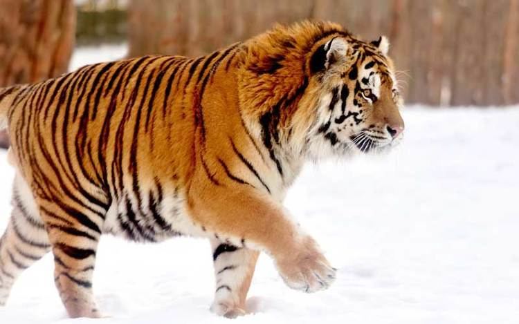Siberian tiger Siberian Tiger Tiger Facts and Information