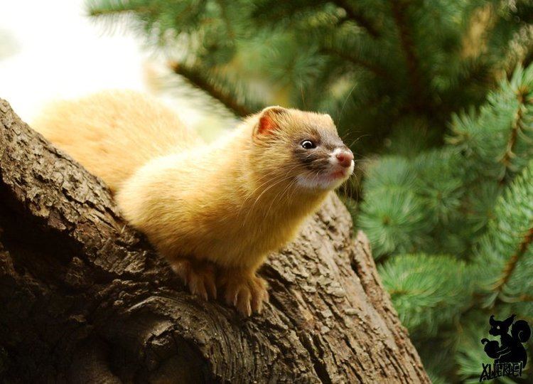 Siberian weasel Living a Life In Asia The Siberian Weasel