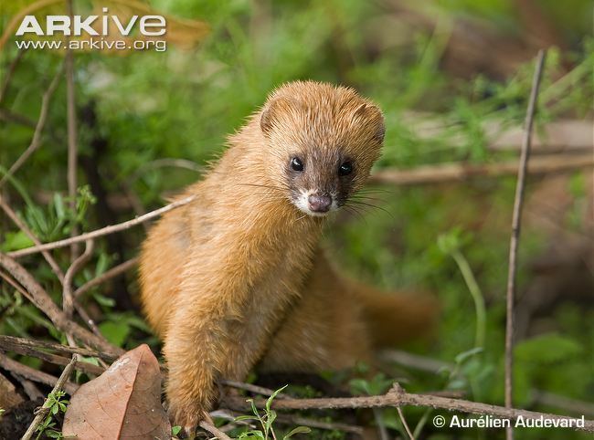 Siberian weasel Siberian weasel videos photos and facts Mustela sibirica ARKive