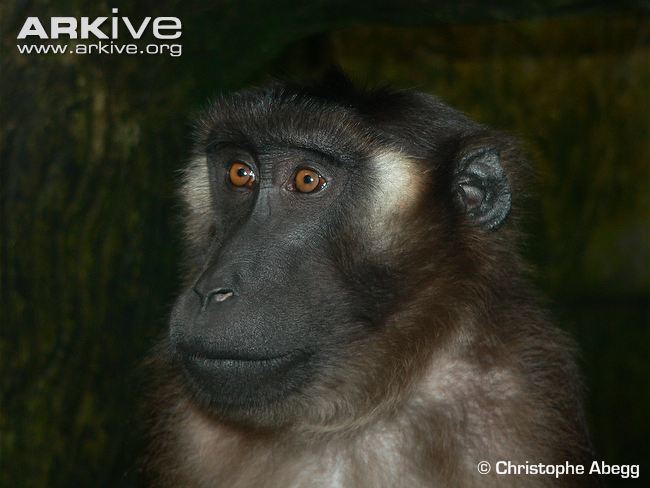 Siberut macaque cdn2arkiveorgmediaE6E678433DA89149F4A0A70