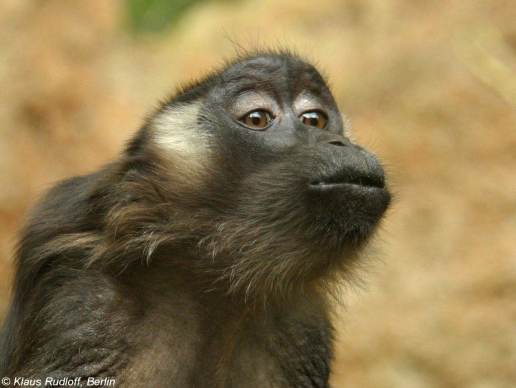 Siberut macaque Image Macaca siberu Siberut Macaque BioLibcz