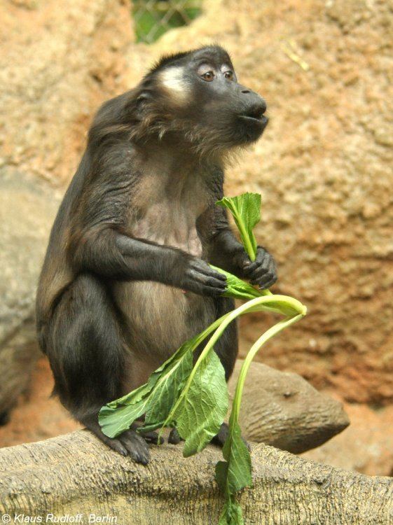 Siberut macaque Image Macaca siberu Siberut Macaque BioLibcz