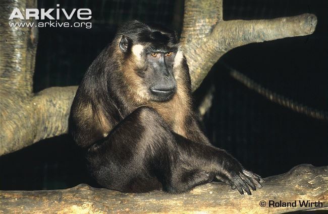 Siberut macaque Siberut macaque photo Macaca siberu G120593 ARKive