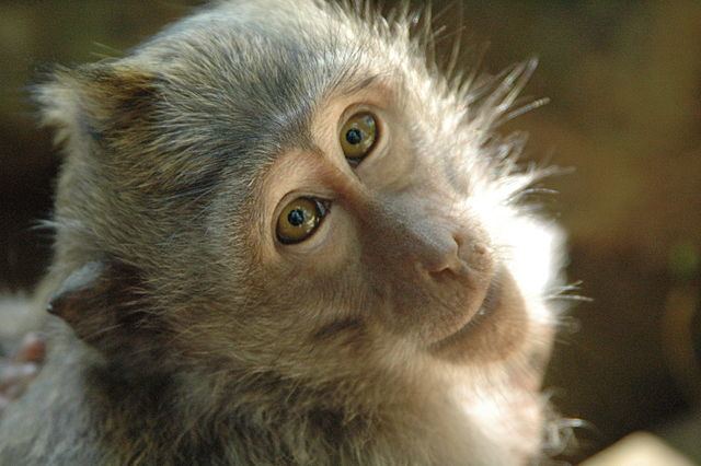 Siberut macaque How heavy is the Siberut macaque A Bayesian phylogenetic approach