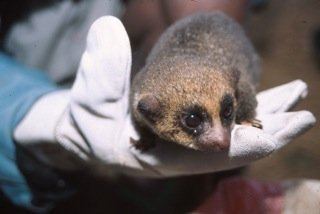 Sibree's dwarf lemur httpsblogsscientificamericancommediainline