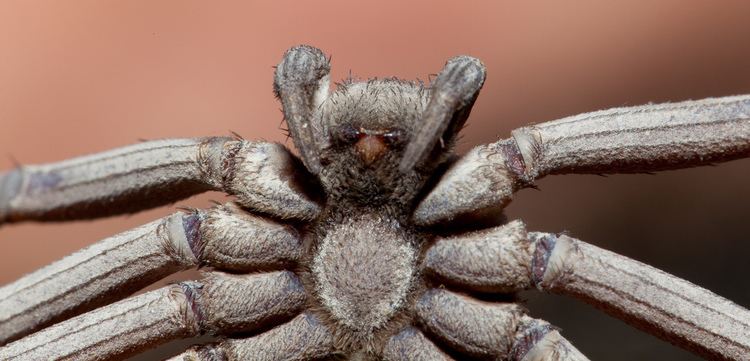 Sicarius (spider) Sicarius Spider Patrick Kelley Flickr
