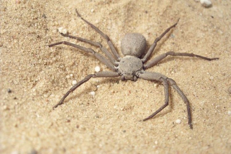 Sicarius (spider) httpsuploadwikimediaorgwikipediacommonsff