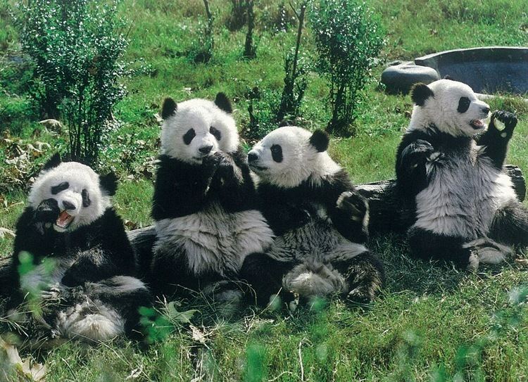 Sichuan Giant Panda Sanctuaries Kun39s Postcrossing World Heritage Sites in China 1 Sichuan