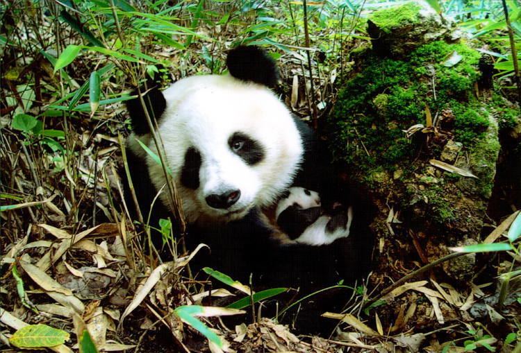 Sichuan Giant Panda Sanctuaries Sichuan Giant Panda Sanctuaries Wolong Mt Siguniang and Jiajin