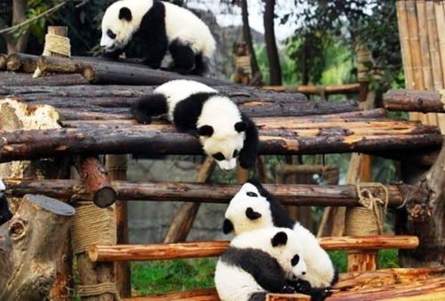 Sichuan Giant Panda Sanctuaries travelneucomoSichuanGiantPandaSanctuarieso2