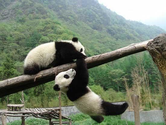 Sichuan Giant Panda Sanctuaries World Natural Heritage Sichuan Giant Panda Sanctuaries CCTV News