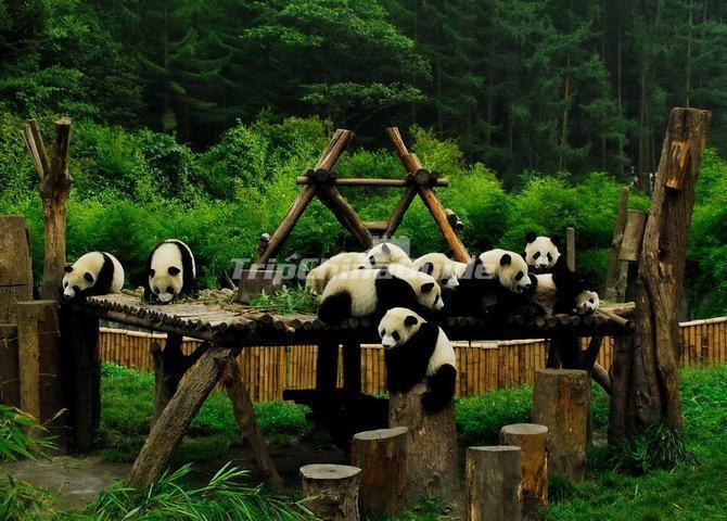 Sichuan Giant Panda Sanctuaries Sichuan Giant Pandas Playing Sichuan Giant Panda Sanctuaries Photos