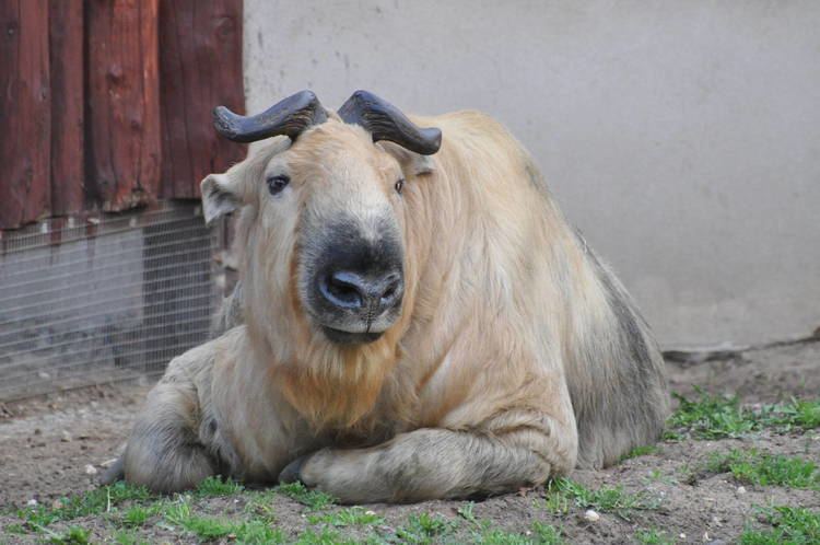 A Sichuan takin, a subspecies of takin with thick and curled horns that extend back over their head and with a light yellow and black coat.