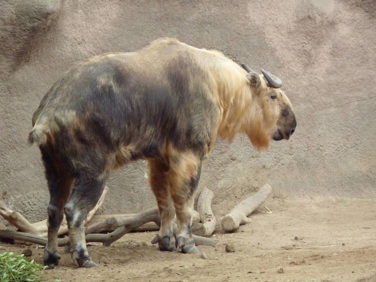 A Sichuan takin with a long and shaggy light in color coat with a dark stripe along the back, have dark faces and with thick and curled horns that extend back over their head.