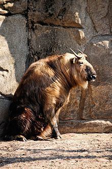 A Sichuan takin sitting on the ground at the zoo with thick and curled horns that extend back over their head.