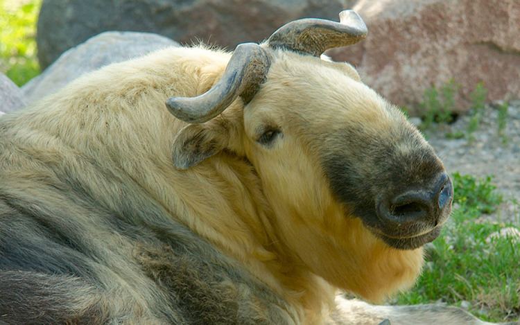 A young Sichuan takin, a subspecies of takin with thick and curled horns that extend back over their head and with a light yellow and black coat.