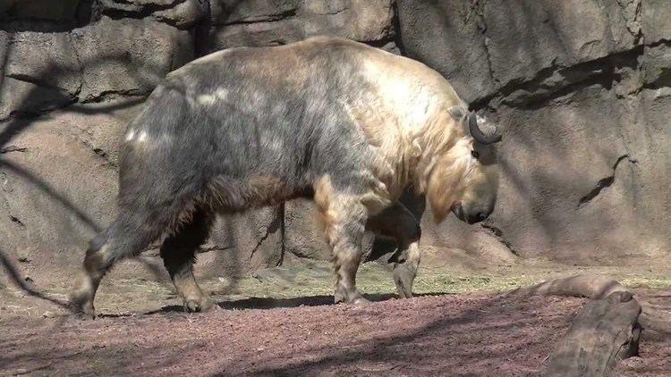 A Sichuan takin, a subspecies of takin with a long and shaggy light in color coat with a dark stripe along the back, have dark faces and with thick and curled horns that extend back over their head.