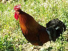 Siciliana chicken httpsuploadwikimediaorgwikipediacommonsthu