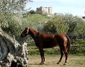 Siciliano indigeno Siciliano Indigeno Horse Info Origin History Pictures Horse