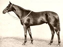 Sickle (horse) httpsuploadwikimediaorgwikipediacommonsthu