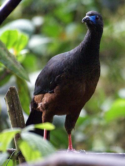 Sickle-winged guan Sicklewinged Guan Chamaepetes goudotii adult perched the