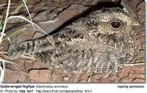 Sickle-winged nightjar More on Caprimulginae