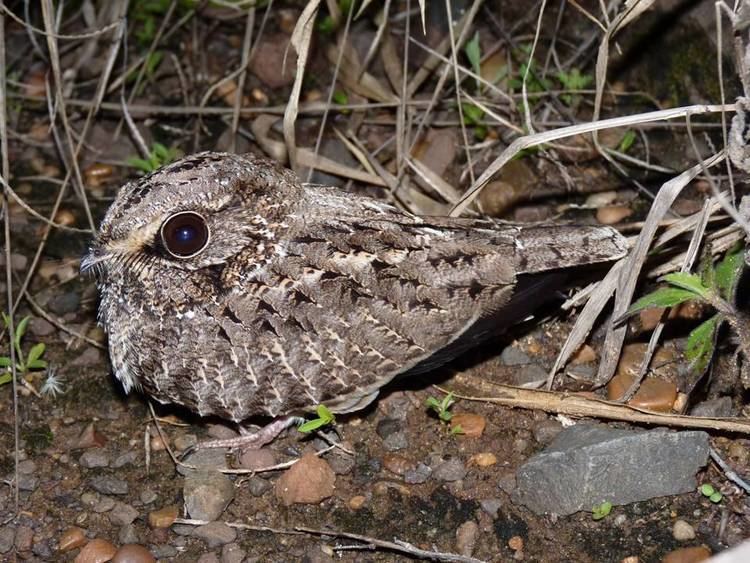 Sickle-winged nightjar FAUNA PARAGUAY BIRDWATCHING WILDLIFE AND ECOTOURS WEIRD WINGS AND