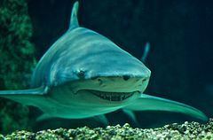 Sicklefin lemon shark httpsuploadwikimediaorgwikipediacommonsthu