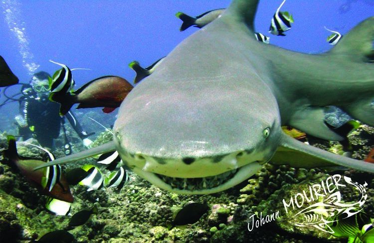 Sicklefin lemon shark Genetic relatedness and breeding patterns of a sicklefin lemon shark