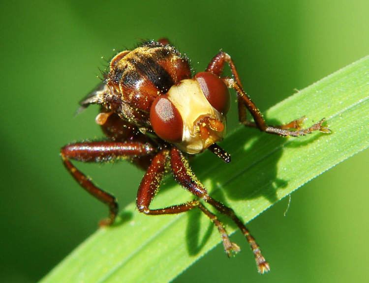 Sicus ferrugineus Kleines Artenportrait mit Text und Fotos von Sicus cf ferrugineus