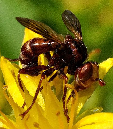 Sicus ferrugineus Sicus ferrugineus Sicus ferrugineus Fly Name Scientific Host Brown