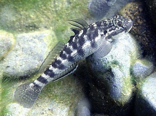 Sicyopterus stimpsoni Sicyopterus stimpsoni the rockclimbing goby The challenging