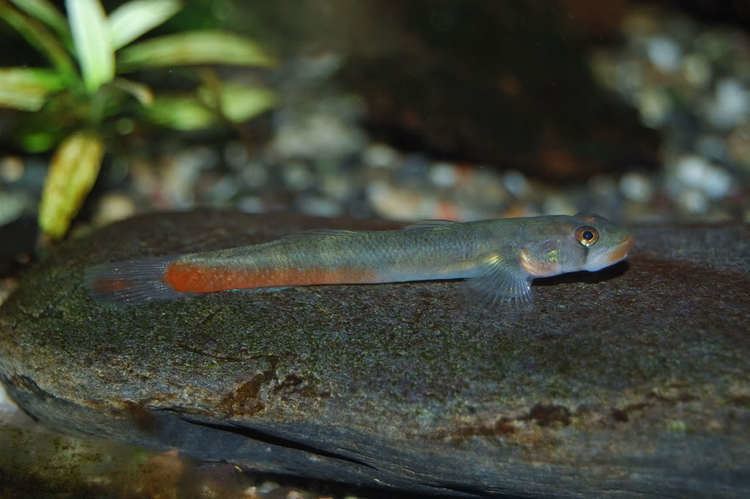 Sicyopus Loaches Online Forum View topic Stiphodon genus of the Goby
